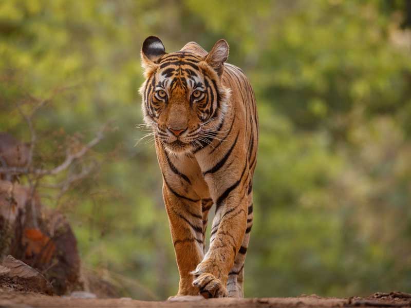 Jim-Corbett North India Tourist Places
